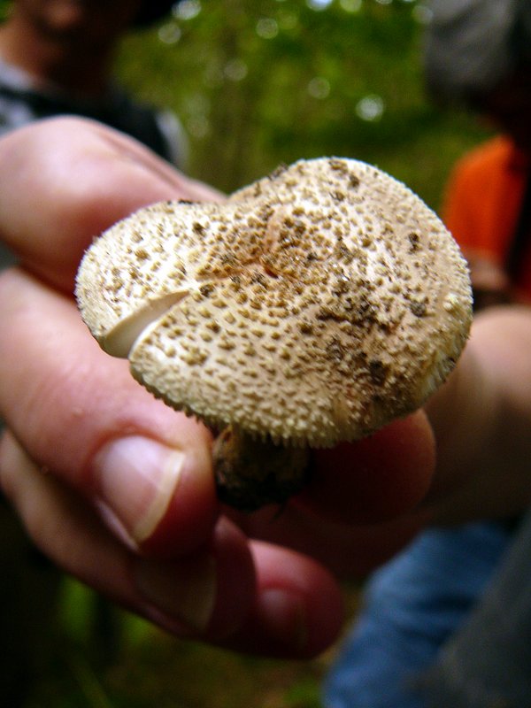 Amanite rubescens var. annulosulfurea